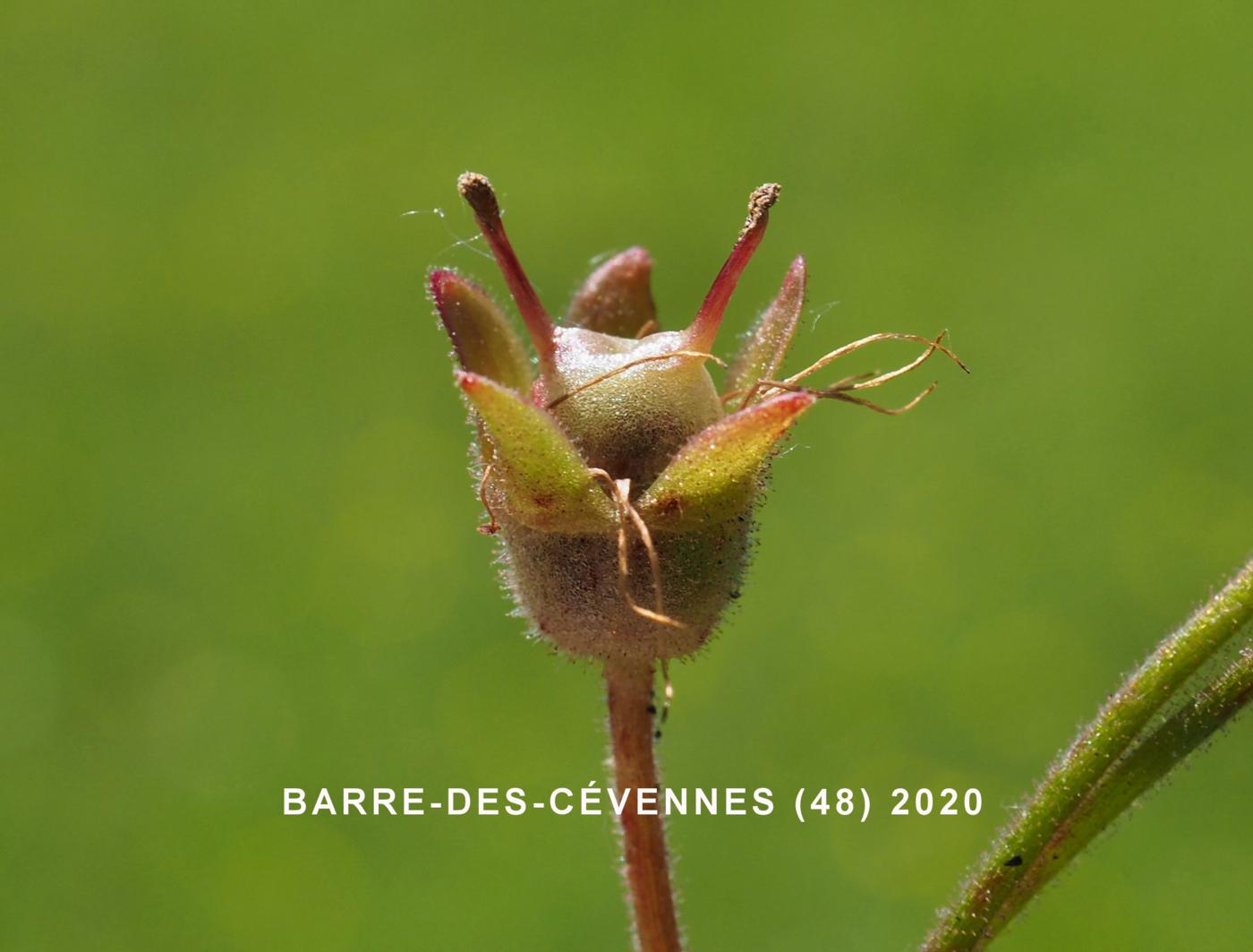 Saxifrage, Meadow fruit